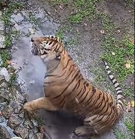 （已签发）柔：小猫咪误闯老虎圈养区   幸获工作人员救出