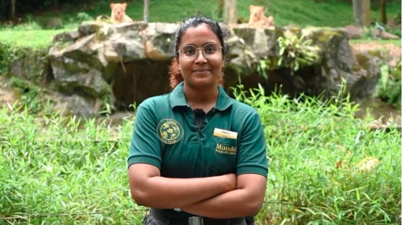 (已签发)柔:狮城二三事:不畏惧猛兽 女饲养员:狮子就像体型大30倍的家猫