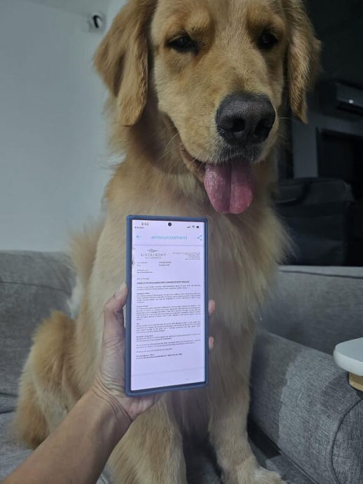 (已签发)柔:狮城二三事:新加坡一公寓管理层禁庭院遛狗 90狗主请愿