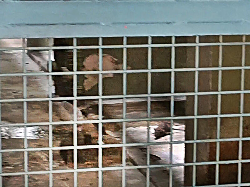 (已签发)柔:狮城二三事:烫死老鼠被轰残忍 店家:无奈之举