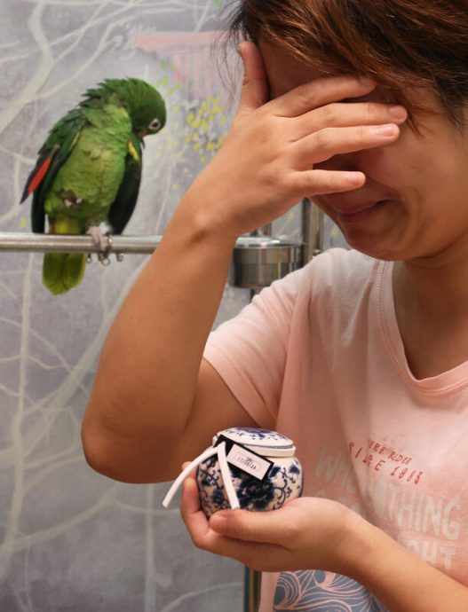 (已签发)柔:狮城二三事:请护理人员上门服务 宠物鹦鹉美容后不治