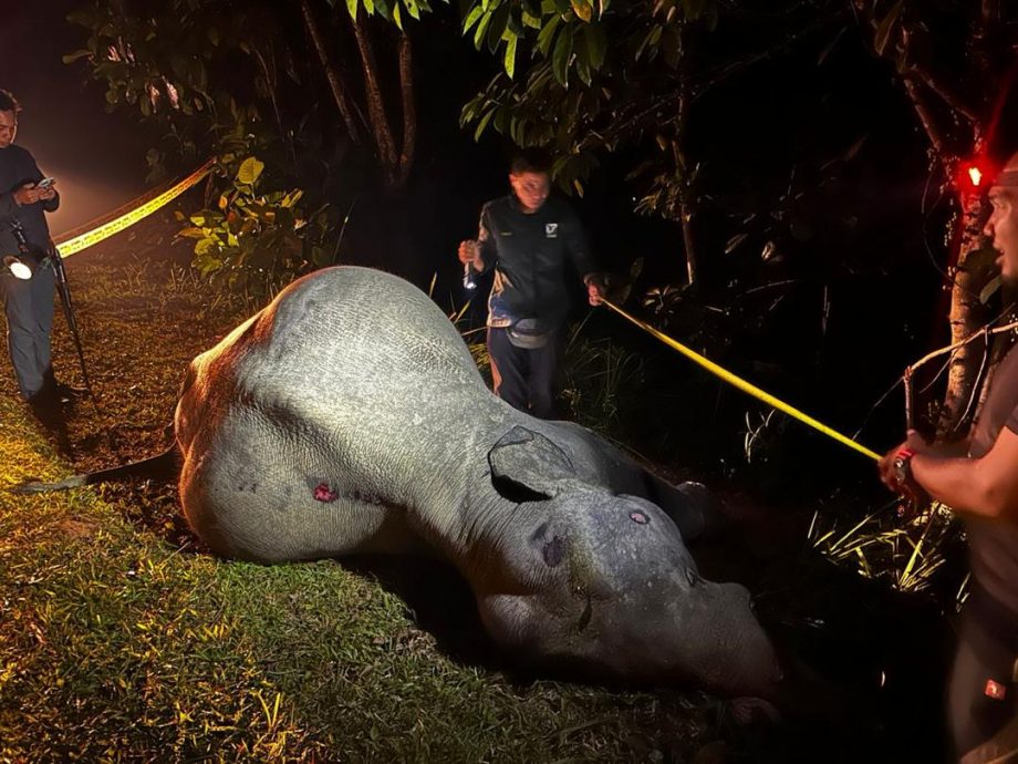 (已签发)柔:雄象过马路被撞 当场死亡