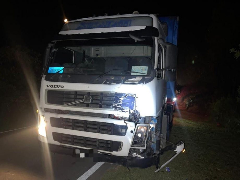 (已签发)柔:雄象过马路被撞 当场死亡