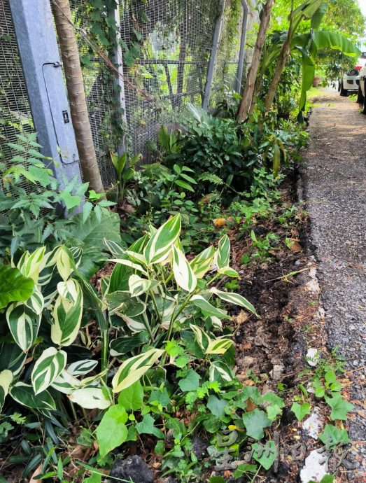 (版3头)大都会/河畔泥土流失严重,住宅区路肩龟裂下沉严重,居民忧发生严重土崩!