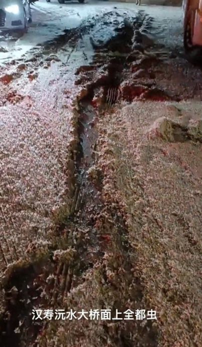 (视频)拼盘∕9月飞雪?湖南一地飞虫漫天飞舞如下雪 致车辆打滑