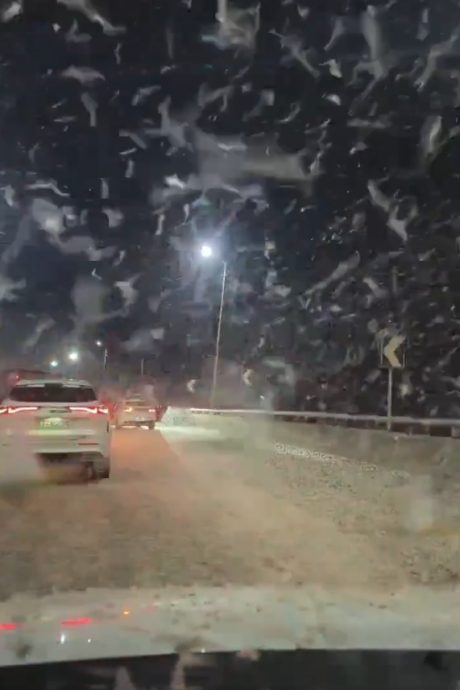 (视频)拼盘∕9月飞雪?湖南一地飞虫漫天飞舞如下雪 致车辆打滑