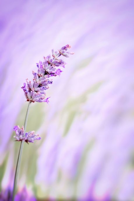 17/10城人小说——薰衣草的花语／林雨儿／陈美芬 Tan Bee Fen／790702-02-5624／bfen02@gmail.com／7010008079 CIMB