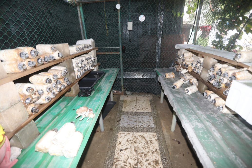 23/10大都会/绿意盎然系列/退役老军放下枪杆守护社区菜园 83岁潘泗：别问国家能为你做什么 先问你自己能为国家做什么／图待给