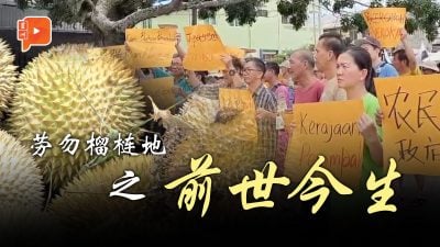 勞勿榴槤地風波 農民為何從“開拓者”變“入侵者”？（1/2）