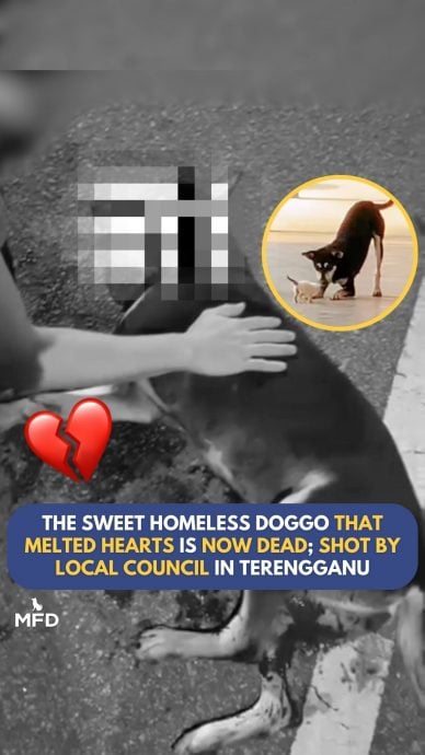 与小猫玩耍爆红!瓜登暖心浪浪Kopi遭射杀 爱狗人士心碎誓讨公道!