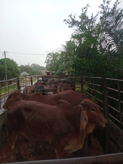 东:男子从泰国走私20头牛入境丹州被执法人员截获。