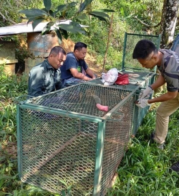 东:黑豹吃狗,芭主:除非黑豹受威胁,否则不会攻击人类