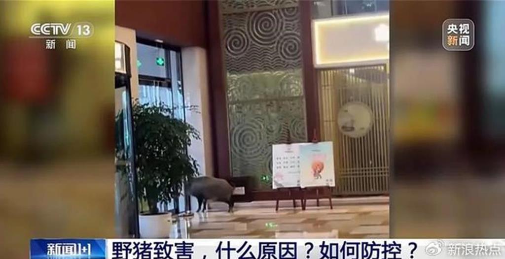 南京野猪泛滥!冲撞高铁致机械师身亡 还闯旅店觅食