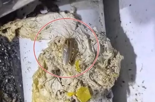 卫生部:卫生不达标! 910食肆被勒令关闭