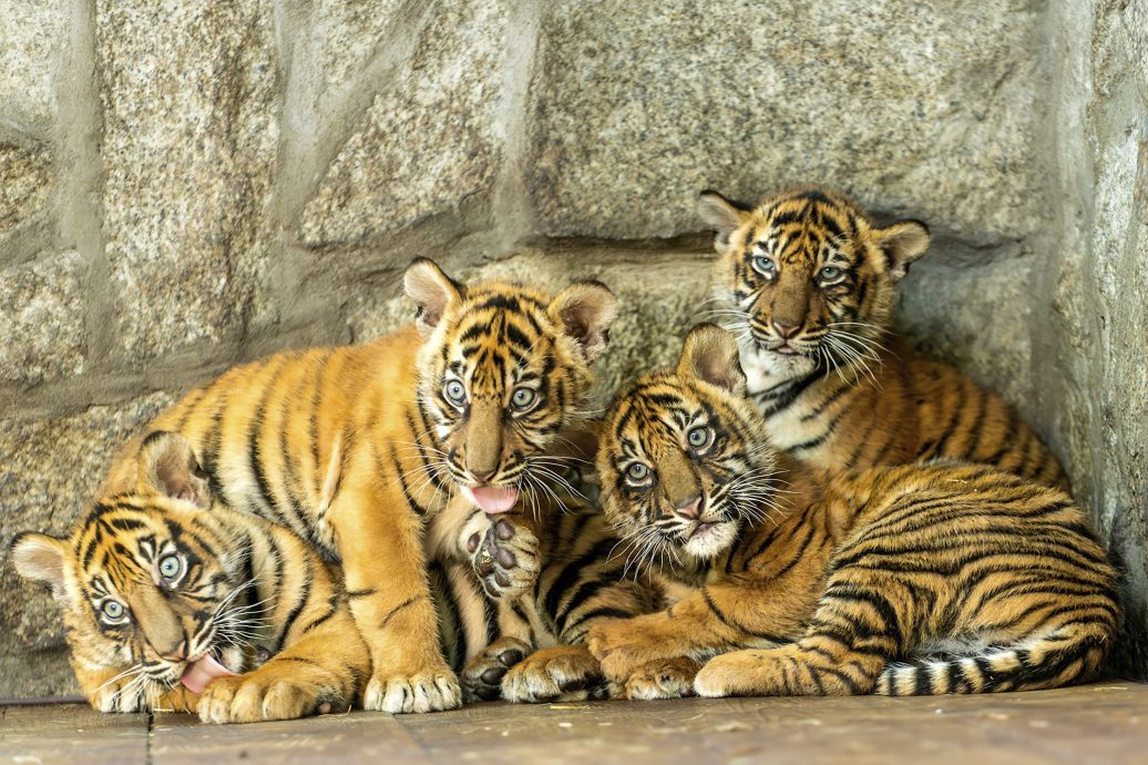 可爱到眼花!4只苏门答腊虎宝宝报到 园方隐瞒喜讯有苦衷