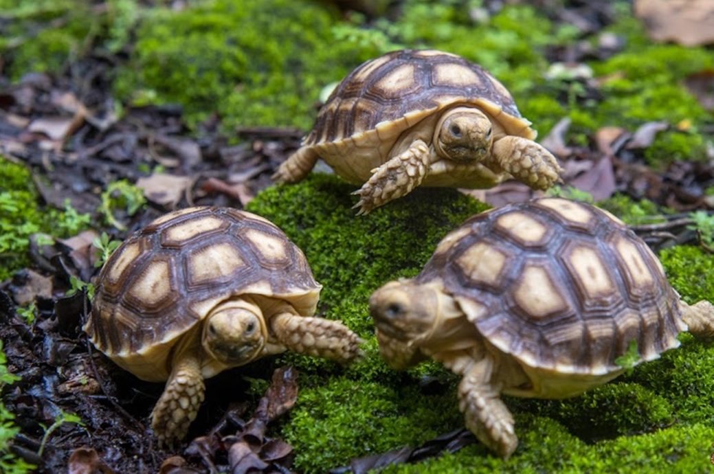 增16苏卡达小象龟1小河马 太平动物园添吸引力