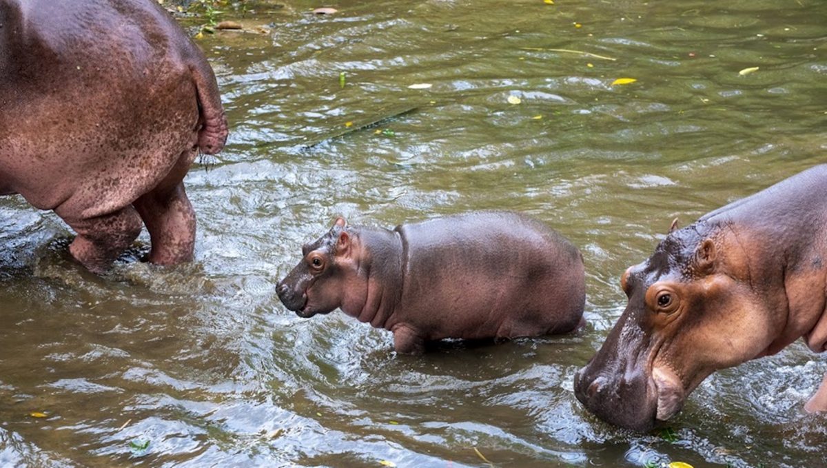 增16苏卡达小象龟1小河马 太平动物园添吸引力