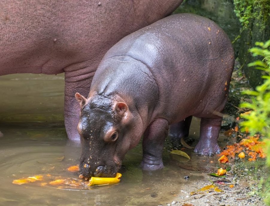 增16苏卡达小象龟1小河马 太平动物园添吸引力