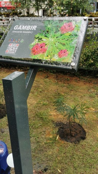 种一棵树,播一颗种子,新山市厅种甘蜜、胡椒及古塔胶留住及传播历史