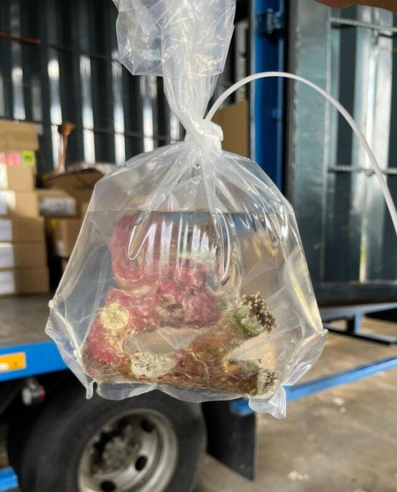 *已签发*柔:狮城二三事:偷运85珊瑚入新 3大马男各监5月