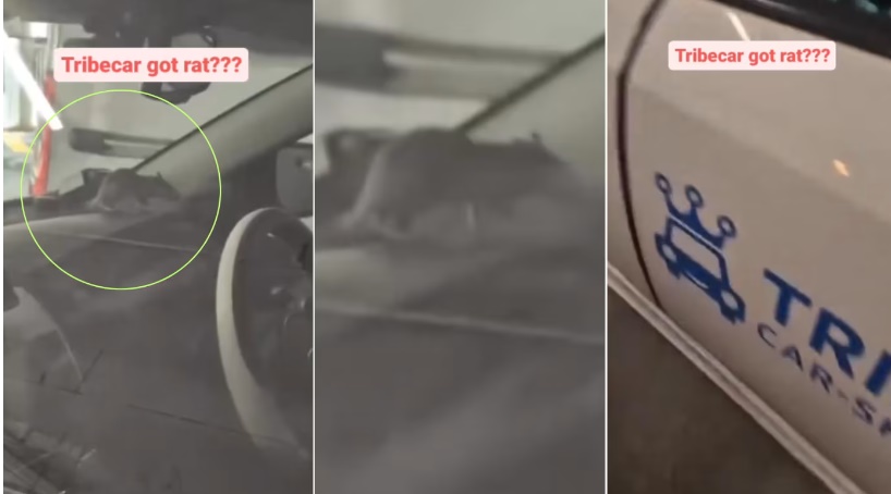 *已签发*柔:狮城二三事:狮城共享汽车出现老鼠 公司:车子无破损