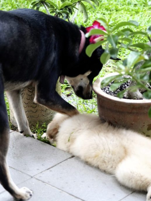 弯弯公主/狗界里也有《甄嬛传》(上篇)