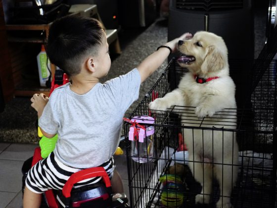 弯弯公主/狗界里也有《甄嬛传》(上篇)