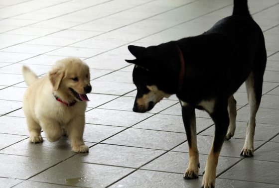 弯弯公主/狗界里也有《甄嬛传》(上篇)