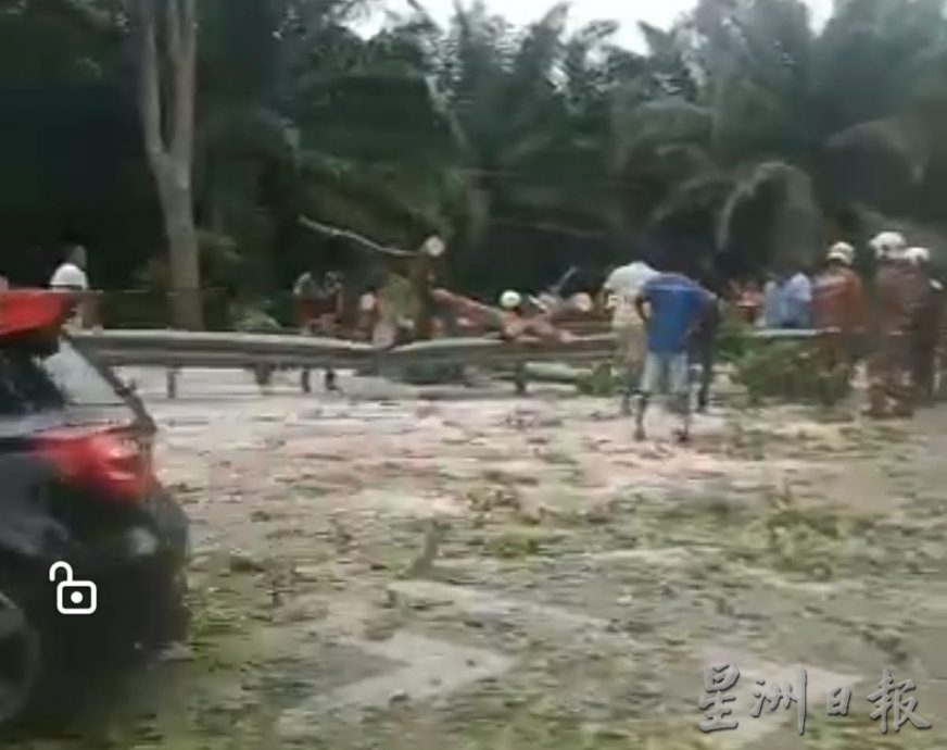 怡红大道往爱大华方向 大树倒下幸无人伤亡