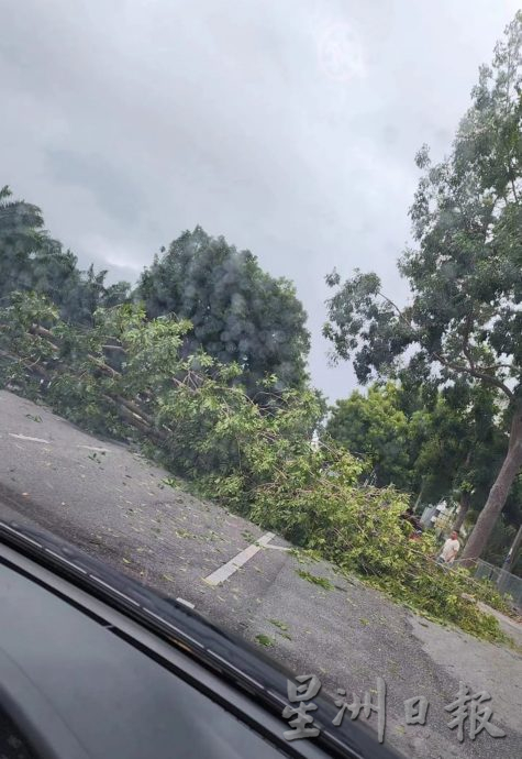 怡红大道往爱大华方向 大树倒下幸无人伤亡