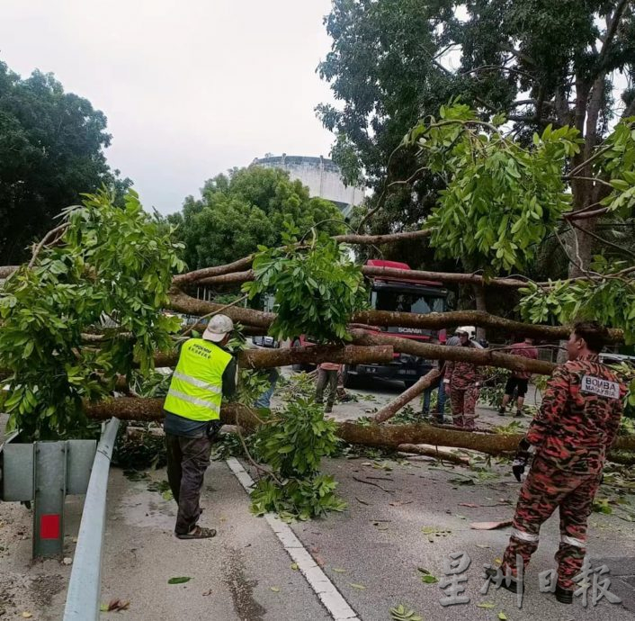 怡红大道往爱大华方向 大树倒下幸无人伤亡