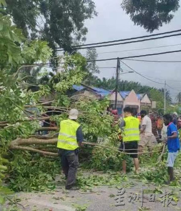 怡红大道往爱大华方向 大树倒下幸无人伤亡