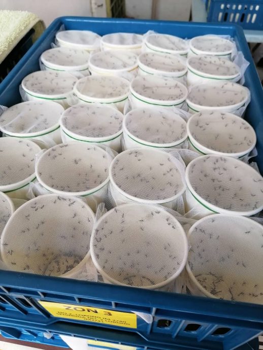 拉查里:沃氏菌黑斑蚊计划效果显著,2实施社区未爆发骨痛热症。