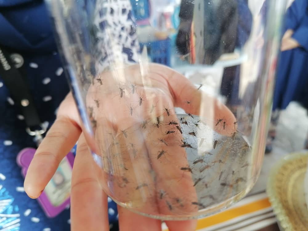 拉查里:沃氏菌黑斑蚊计划效果显著,2实施社区未爆发骨痛热症。
