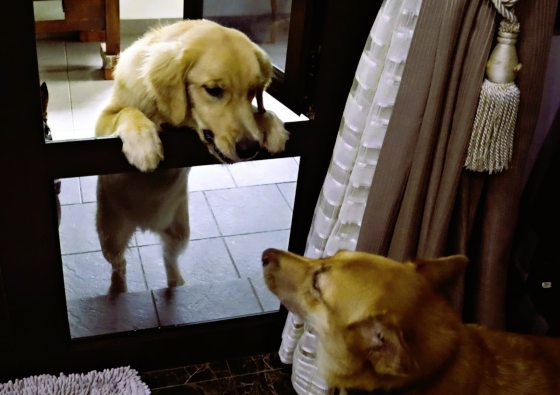 曾毓林/别让狗狗一生都在等待