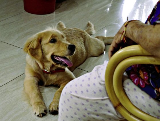 曾毓林/别让狗狗一生都在等待