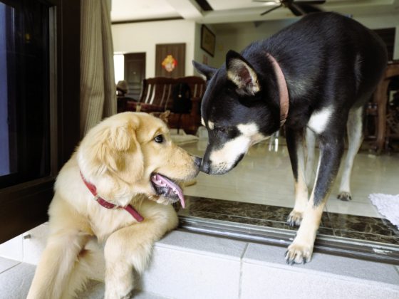 曾毓林/别让狗狗一生都在等待