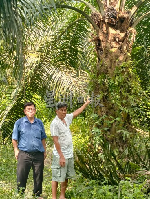 榕吉再发生盗采油棕,小园主8英亩地全被盗采