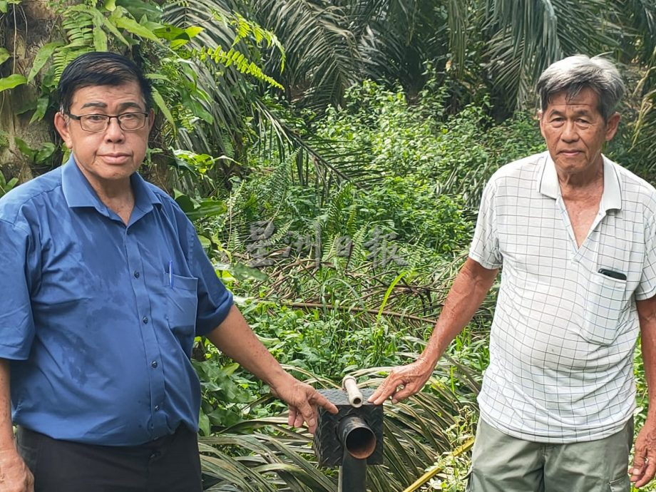 榕吉再发生盗采油棕,小园主8英亩地全被盗采
