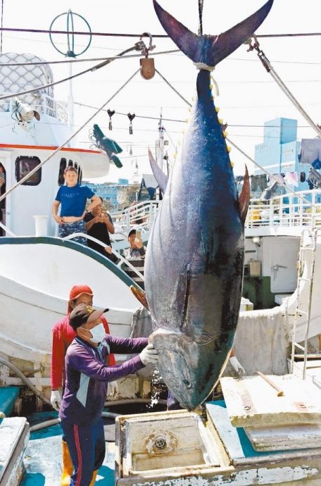 玩倒立拱桥晒柔软度 杨丞琳被酸似屏东黑鲔鱼