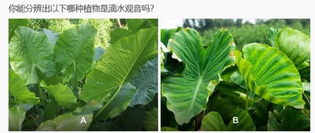 男孩把滴水观音当芋头误食险猝死 医生:含乌头碱、有剧毒