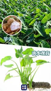 男孩把滴水观音当芋头误食险猝死 医生:含乌头碱、有剧毒