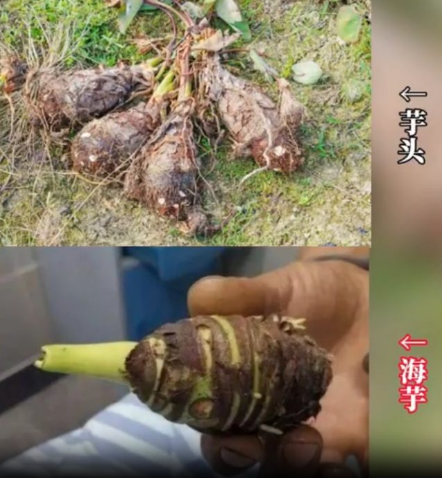 男孩把滴水观音当芋头误食险猝死 医生:含乌头碱、有剧毒