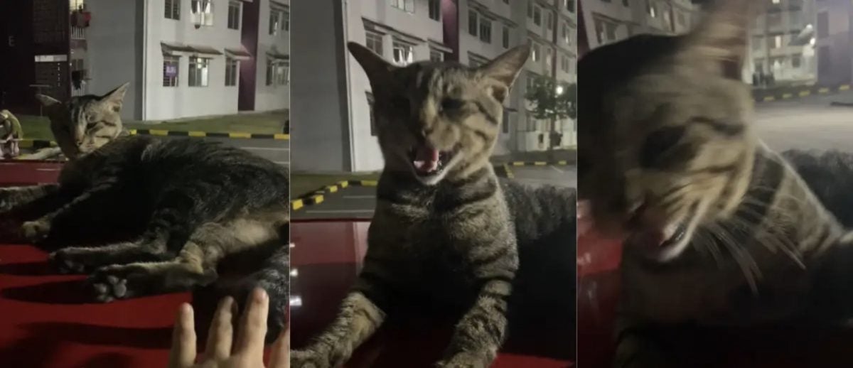 视频|懒洋洋躺车顶下秒变脸 “请尊重它的隐私权!”