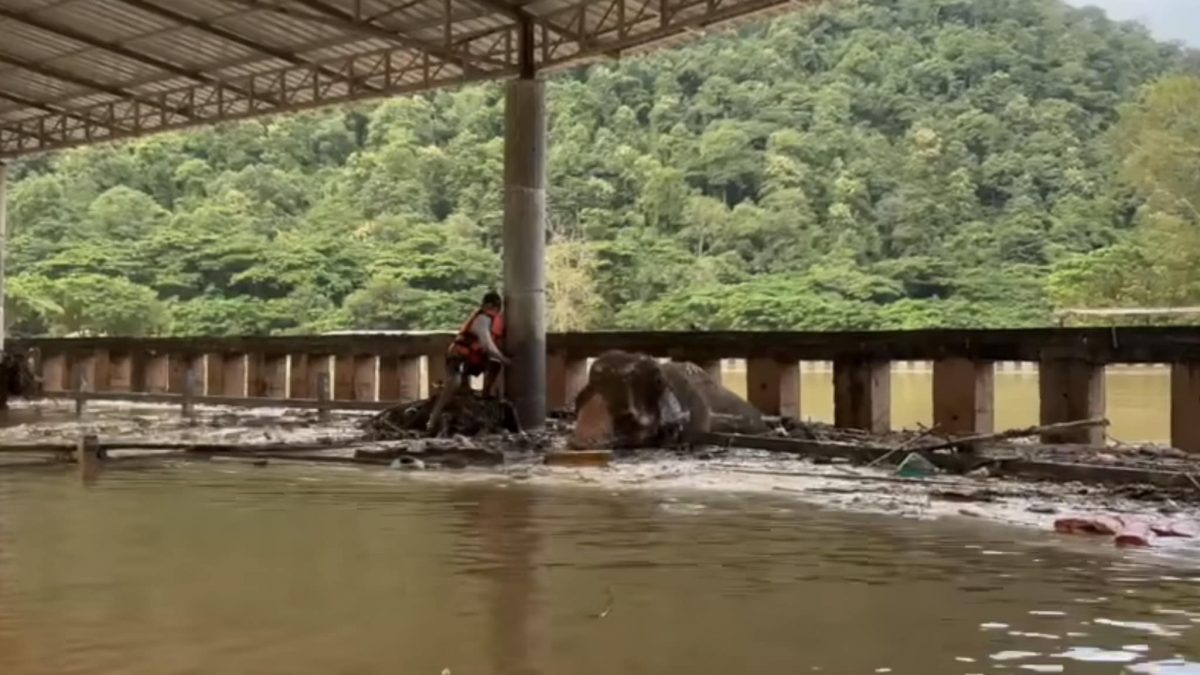 视频|泰北洪灾传失明老母象遇难 救援人员不放弃终助它脱困