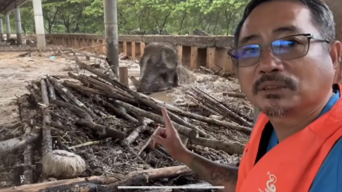 视频|泰北洪灾传失明老母象遇难 救援人员不放弃终助它脱困