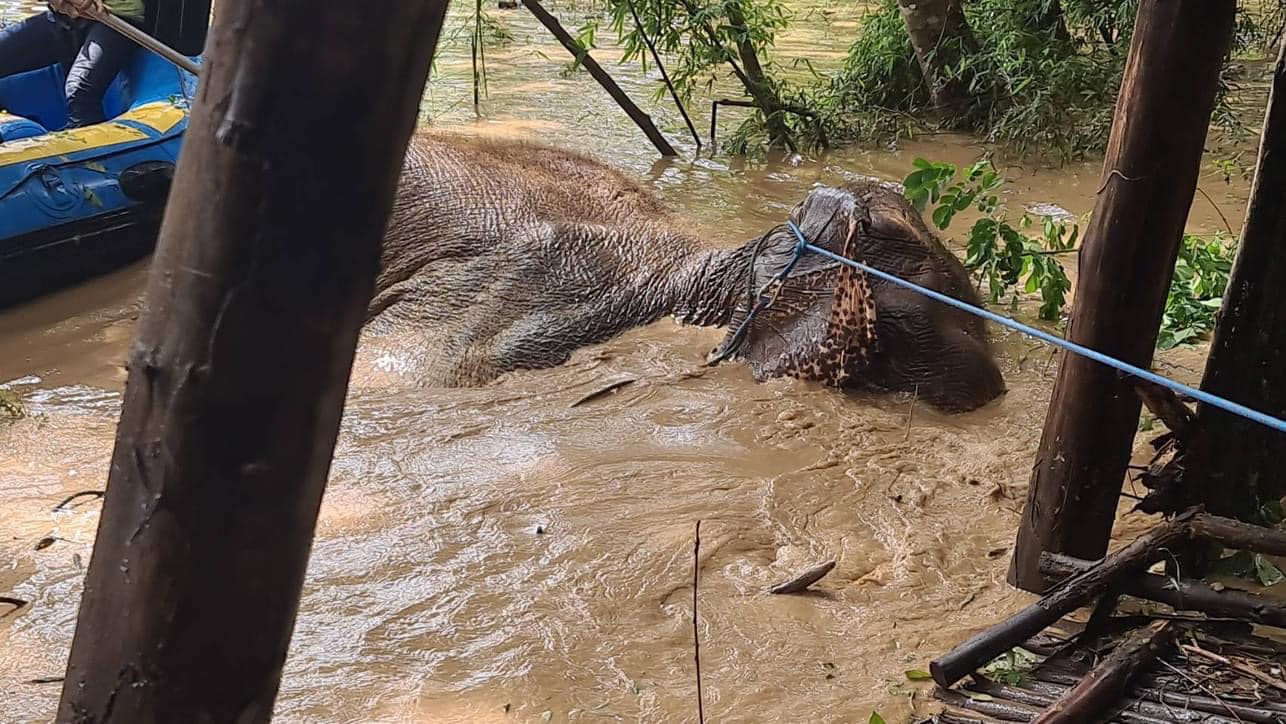 视频|泰北洪灾传失明老母象遇难 救援人员不放弃终助它脱困