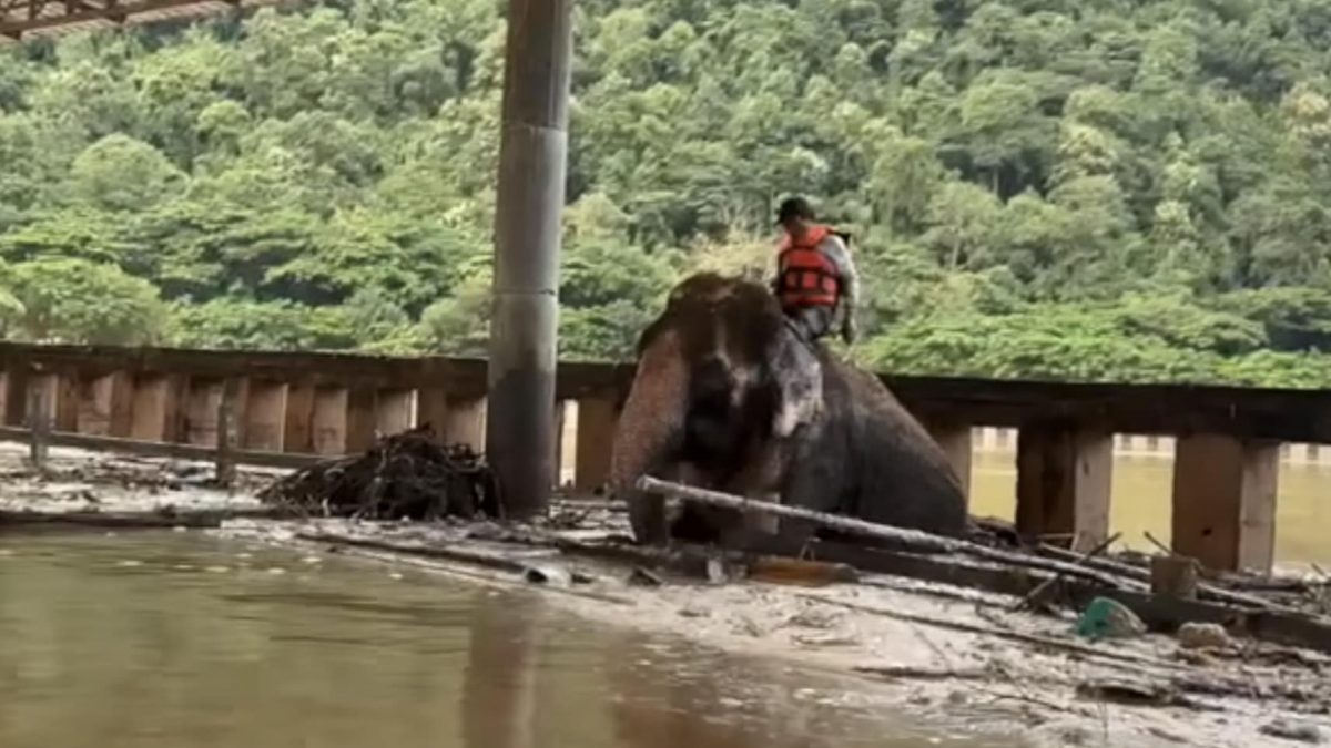 视频|泰北洪灾传失明老母象遇难 救援人员不放弃终助它脱困