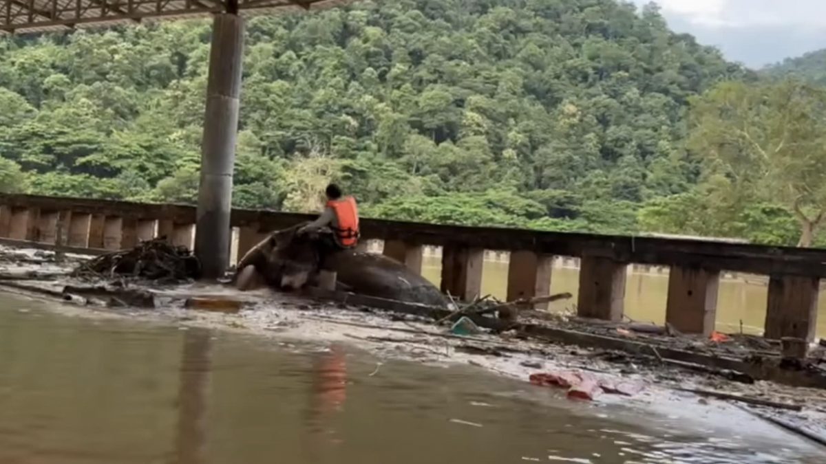 视频|泰北洪灾传失明老母象遇难 救援人员不放弃终助它脱困