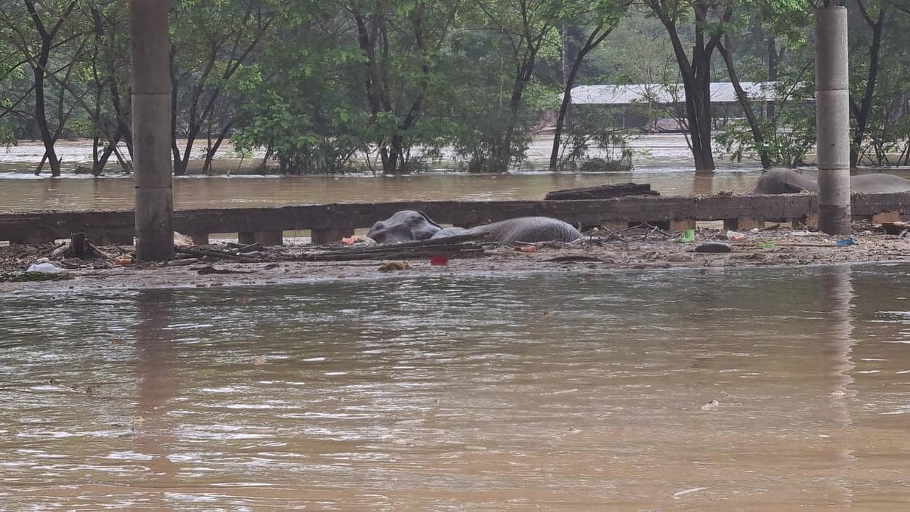 视频|泰北洪灾传失明老母象遇难 救援人员不放弃终助它脱困